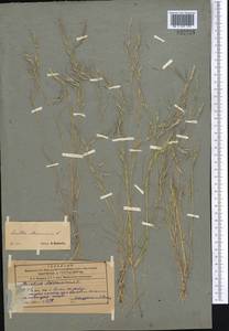 Aristida adscensionis L., Middle Asia, Western Tian Shan & Karatau (M3) (Uzbekistan)