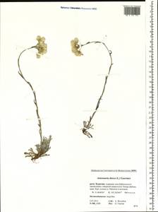 Antennaria dioica (L.) Gaertn., Siberia, Baikal & Transbaikal region (S4) (Russia)