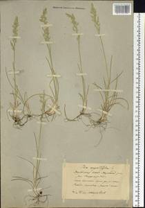 Poa angustifolia L., Siberia, Yakutia (S5) (Russia)