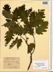 Quercus petraea subsp. polycarpa (Schur) Soó, Caucasus, North Ossetia, Ingushetia & Chechnya (K1c) (Russia)
