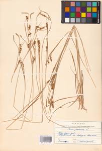 Carex panicea L., Eastern Europe, Eastern region (E10) (Russia)