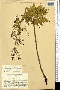 Eleutherospermum cicutarium (M. Bieb.) Boiss., Caucasus, Armenia (K5) (Armenia)