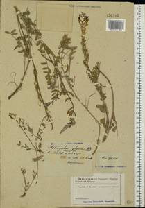 Astragalus albicaulis DC., Eastern Europe, Rostov Oblast (E12a) (Russia)