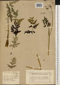 Conioselinum tataricum Hoffm., Eastern Europe, Moscow region (E4a) (Russia)