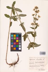 Hypericum hirsutum L., Eastern Europe, Central forest-and-steppe region (E6) (Russia)