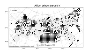 Allium schoenoprasum L., Atlas of the Russian Flora (FLORUS) (Russia)