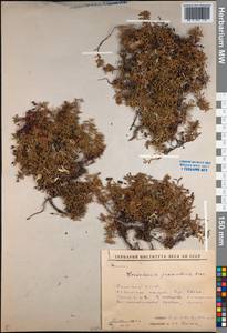 Kalmia procumbens (L.) Gift, Kron & P. F. Stevens, Siberia, Yakutia (S5) (Russia)