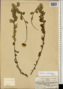 Cota melanoloma subsp. melanoloma, Caucasus, Krasnodar Krai & Adygea (K1a) (Russia)