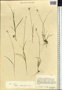 Carex iljinii V.I.Krecz., Siberia, Russian Far East (S6) (Russia)