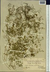Vicia hirsuta (L.) Gray, Siberia, Western Siberia (S1) (Russia)