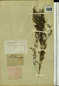 Artemisia dracunculus L., Siberia (no precise locality) (S0) (Russia)