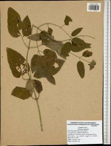 Clematis recta L., Eastern Europe, Central region (E4) (Russia)