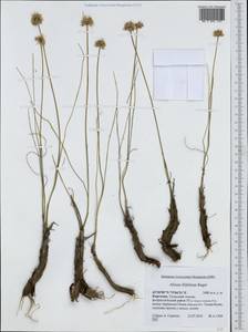 Allium kokanicum Regel, Middle Asia, Western Tian Shan & Karatau (M3) (Kyrgyzstan)