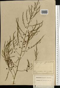 Asparagus officinalis L., Eastern Europe, Central forest region (E5) (Russia)