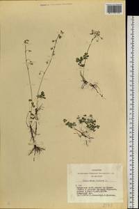 Thalictrum alpinum L., Siberia, Altai & Sayany Mountains (S2) (Russia)