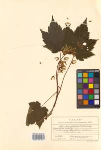 Acer ukurunduense Trautv. & C.A.Mey., Siberia, Russian Far East (S6) (Russia)