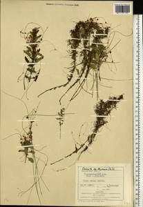 Cuscuta epithymum (L.) L., Eastern Europe, West Ukrainian region (E13) (Ukraine)