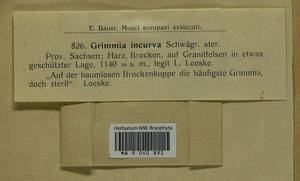 Grimmia incurva Schwägr., Bryophytes, Bryophytes - Western Europe (BEu) (Germany)