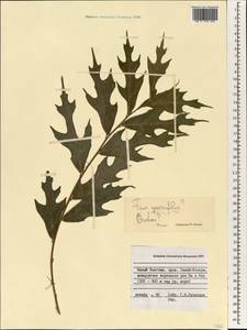 Ficus montana Burm. fil., South Asia, South Asia (Asia outside ex-Soviet states and Mongolia) (ASIA) (Vietnam)