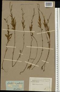 Epilobium palustre L., Eastern Europe, South Ukrainian region (E12) (Ukraine)