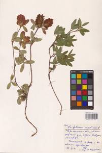 Trifolium medium L., Eastern Europe, Belarus (E3a) (Belarus)