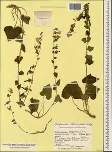 Campanula alliariifolia Willd., Caucasus, Georgia (K4) (Georgia)