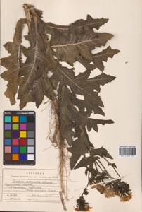 Sonchus brachyotus DC., Siberia, Russian Far East (S6) (Russia)