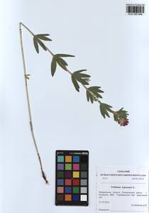KUZ 000 848, Trifolium lupinaster L., Siberia, Altai & Sayany Mountains (S2) (Russia)
