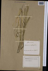 Gaudinia fragilis (L.) P.Beauv., Western Europe (EUR)