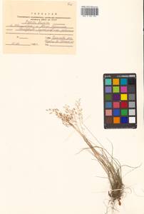 Agrostis flaccida Hack., Siberia, Russian Far East (S6) (Russia)