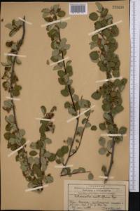 Cotoneaster multiflorus Bunge, Middle Asia, Western Tian Shan & Karatau (M3) (Kazakhstan)