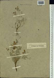 Astragalus compressus Ledeb., Siberia, Altai & Sayany Mountains (S2) (Russia)