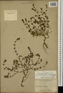 Satureja hortensis L., Caucasus (no precise locality) (K0)