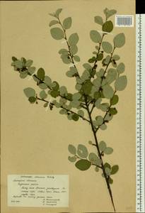 Cotoneaster alaunicus Golitsin, Eastern Europe, Central forest-and-steppe region (E6) (Russia)