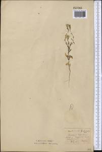 Centaurea pulchella Ledeb., Middle Asia, Northern & Central Kazakhstan (M10) (Kazakhstan)