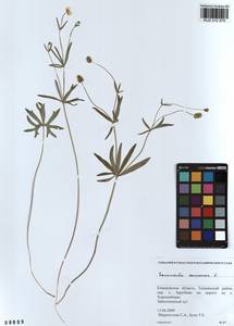 Ranunculus auricomus L., Siberia, Altai & Sayany Mountains (S2) (Russia)