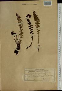 Dryopteris fragrans (L.) Schott, Siberia, Chukotka & Kamchatka (S7) (Russia)