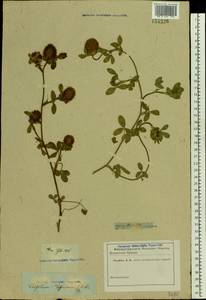 Trifolium diffusum Ehrh., Eastern Europe, Rostov Oblast (E12a) (Russia)