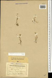Eremopyrum orientale (L.) Jaub. & Spach, Caucasus, Stavropol Krai, Karachay-Cherkessia & Kabardino-Balkaria (K1b) (Russia)