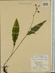 Hieracium subpellucidum (Norrl.) Norrl., Eastern Europe, Central forest region (E5) (Russia)
