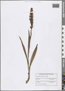 Gymnadenia conopsea (L.) R.Br., Caucasus, Armenia (K5) (Armenia)
