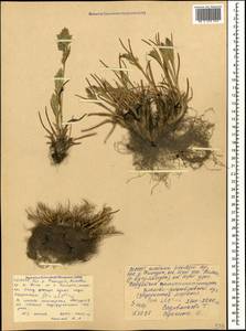 Poa alpina L., Caucasus, North Ossetia, Ingushetia & Chechnya (K1c) (Russia)