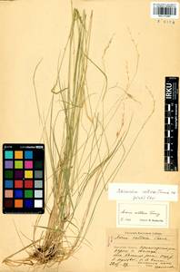 Schizachne purpurascens subsp. callosa (Turcz. ex Griseb.) T.Koyama & Kawano, Siberia, Baikal & Transbaikal region (S4) (Russia)