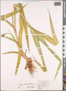 Sorghum bicolor (L.) Moench, Eastern Europe, Central region (E4) (Russia)