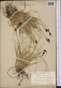 Carex caucasica Steven, Middle Asia, Northern & Central Tian Shan (M4) (Kyrgyzstan)