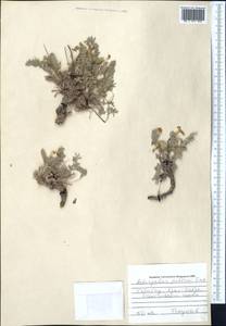 Astragalus pallasii Sprengel, Middle Asia, Western Tian Shan & Karatau (M3) (Kazakhstan)