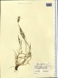 Hordeum marinum subsp. gussoneanum (Parl.) Thell., Eastern Europe, Belarus (E3a) (Belarus)