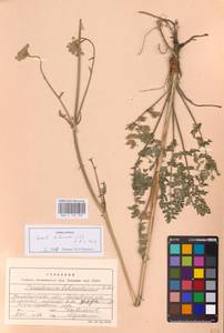 Xanthoselinum alsaticum (L.) Schur, Eastern Europe, Eastern region (E10) (Russia)