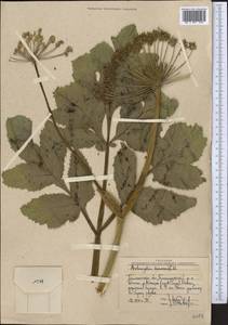 Angelica decurrens (Ledeb.) B. Fedtsch., Middle Asia, Western Tian Shan & Karatau (M3) (Uzbekistan)