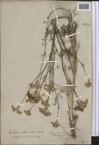 Hyalolaena trichophylla (Schrenk) Pimenov & Kljuykov, Middle Asia, Western Tian Shan & Karatau (M3)